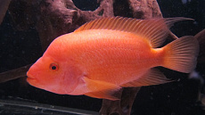 Цихлазома лабиатум