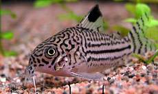 Коридорас Джули