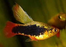 Пецилия флаговая