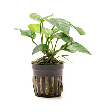 Растение Анубиас Бартера Брод Лиф (в горшке)