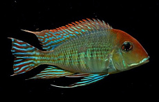 Геофагус красноголовый тапажос