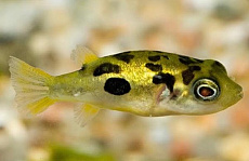 Тетраодон карликовый