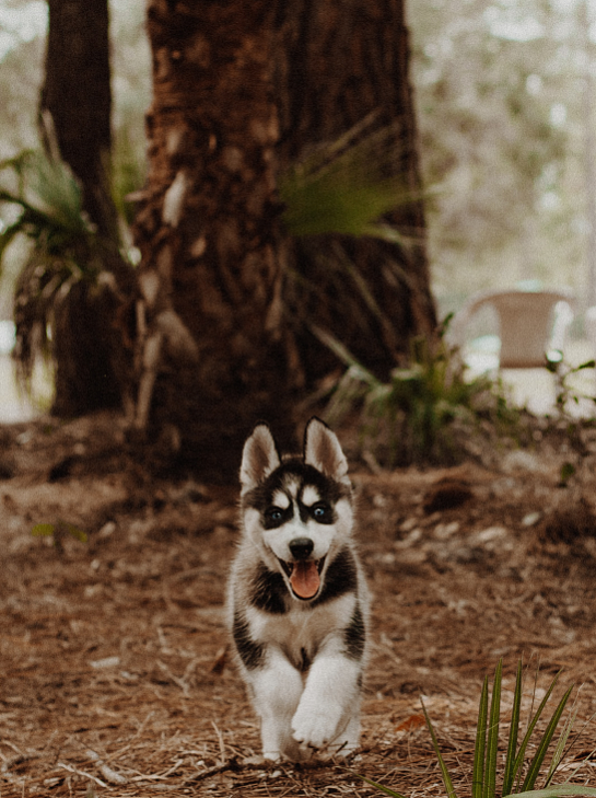 Домашнее воспитание щенка