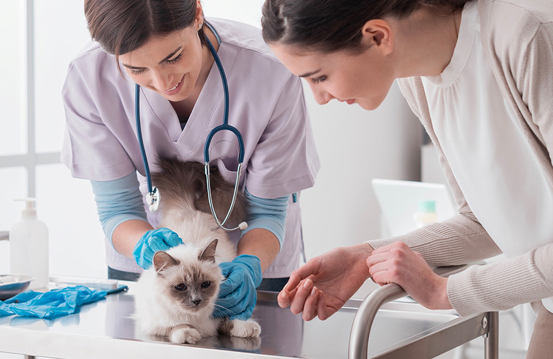 Стерилизация уход за кошкой