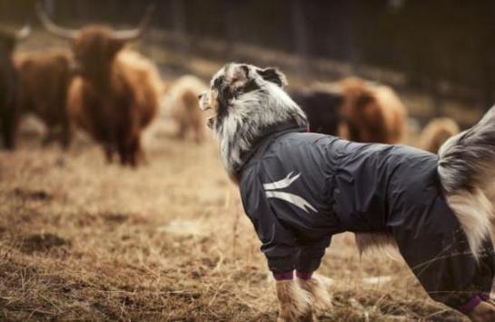 Собака в комбинезоне