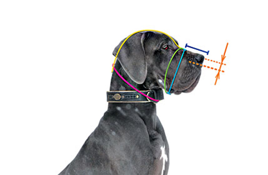 Как подобрать размер намордника