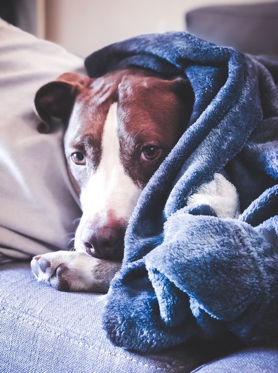 Реабилитация собаки после стерилизации