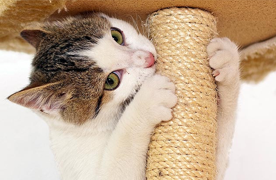 Когтеточки для котят