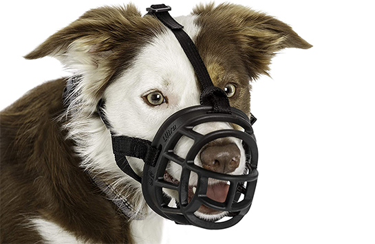 намордник-корзина и намордник из нейлона