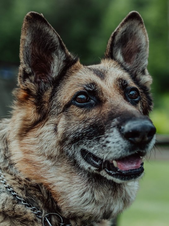 Как лучше кормить старую собаку