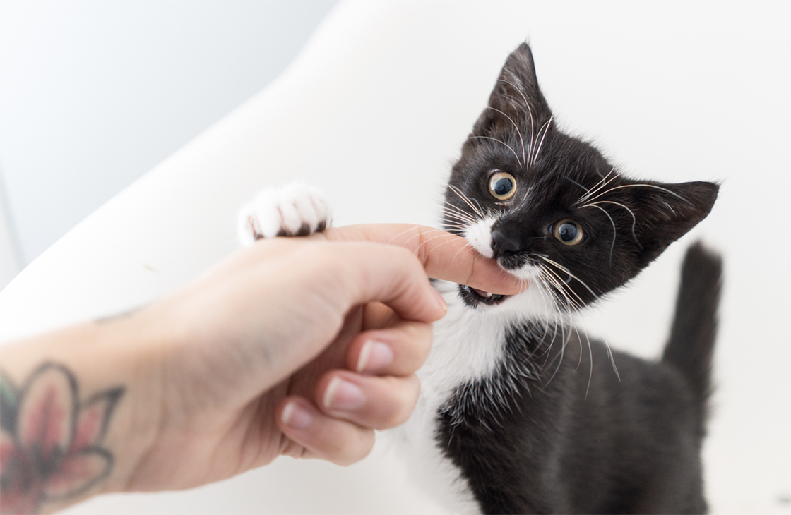 Как отучить котенка кусаться и царапаться