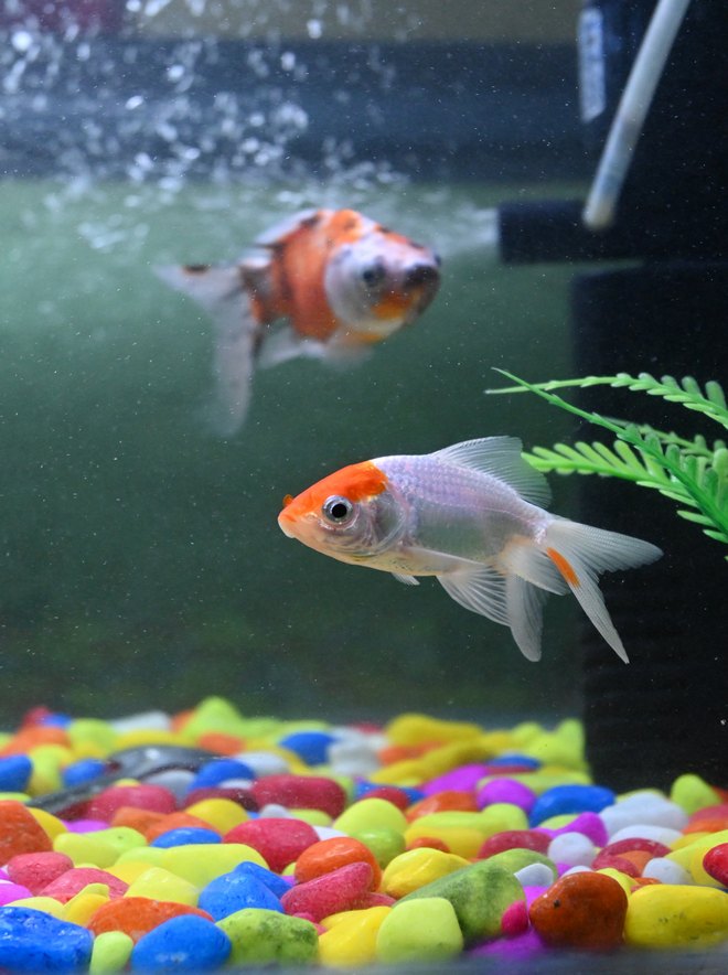 Корм аквариумным рыбкам