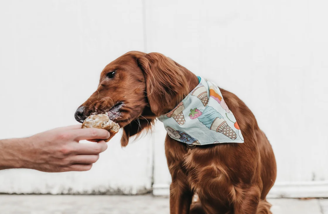 Чем нельзя кормить собаку
