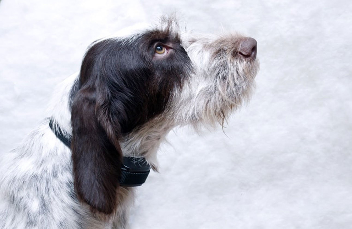 Отучить собаку лаять на шум