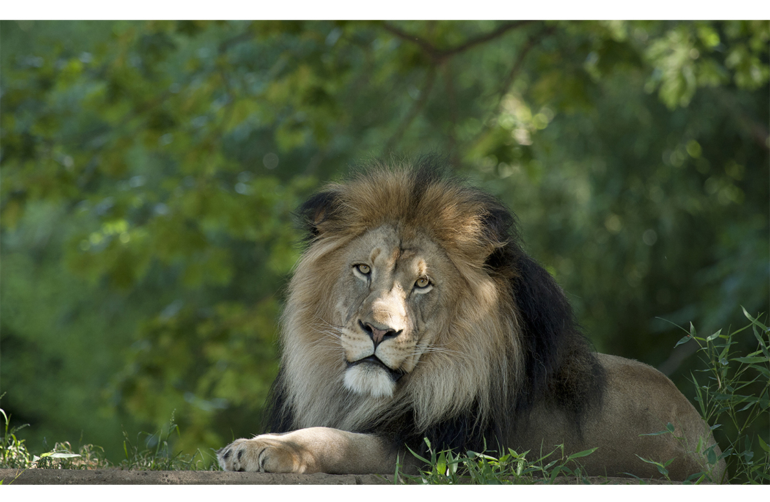 Чем кормят хищников