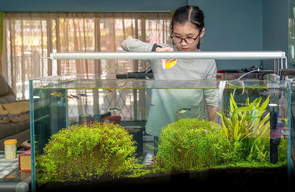 Как ухаживать за рыбками в аквариуме