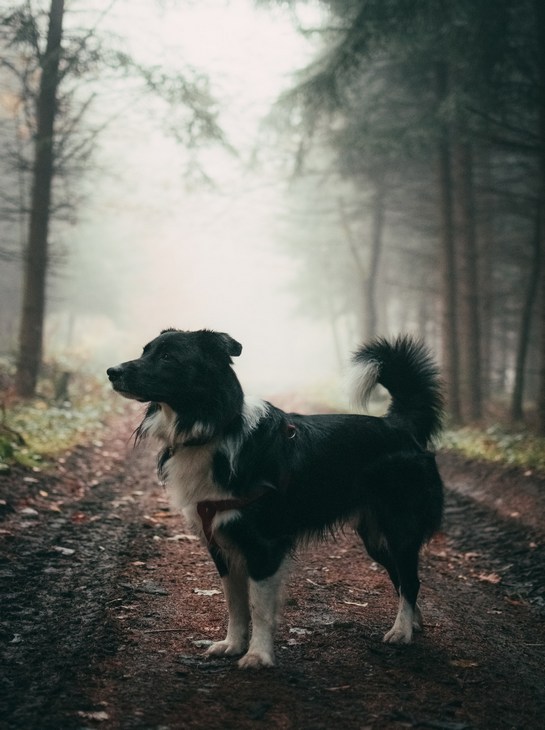 Осмотр собаки на наличие клещей после прогулки
