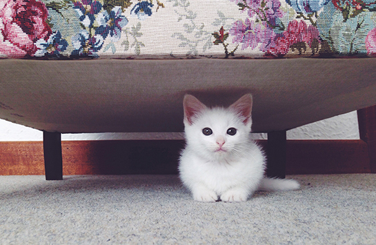 Помочь котенку привыкнуть к новому дому