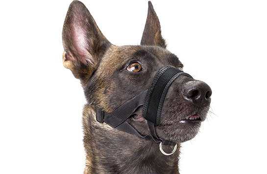 Намордник петля (недоуздок)