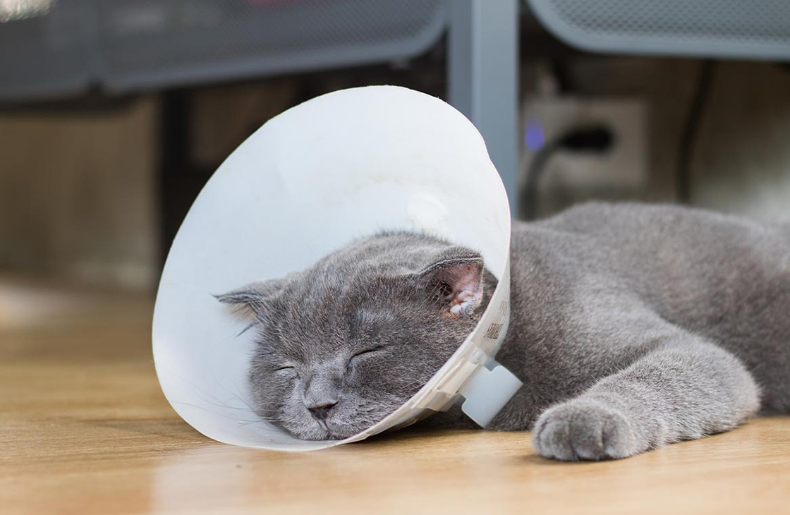 Уход за котом после кастрации