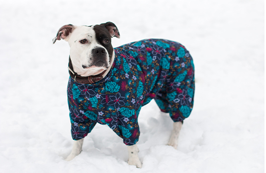 Комбинезон для собак