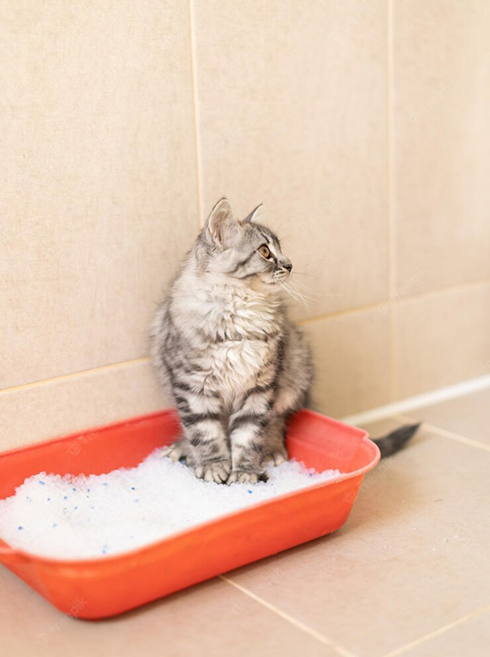 Как легко приучить взрослую кошку к лотку