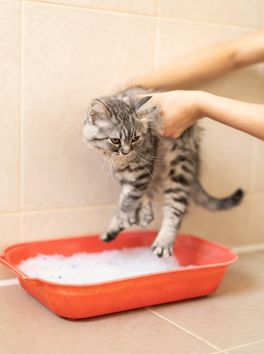 Приучить взрослую кошку к лотку